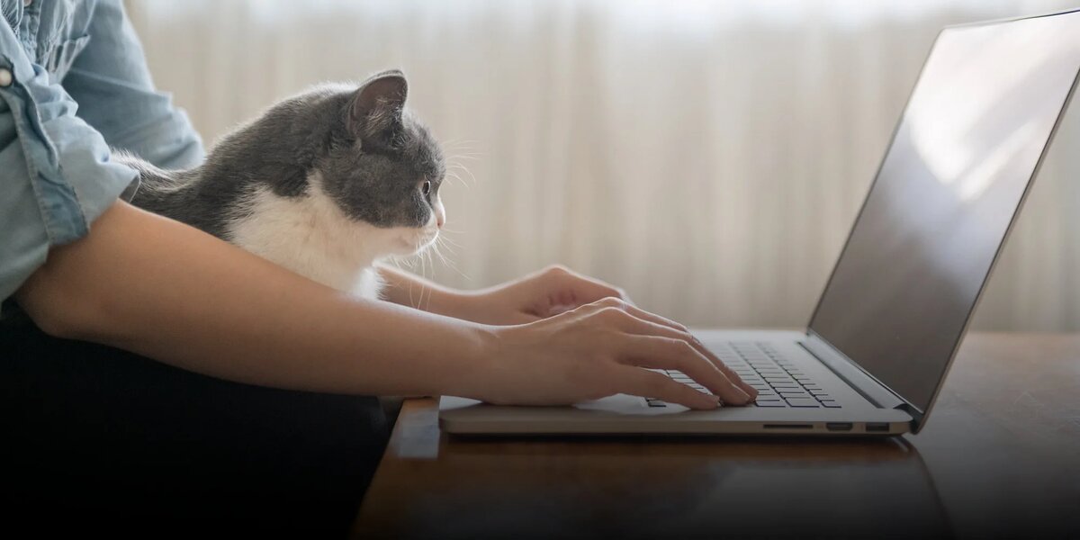 Кот в помощь