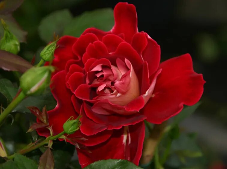 Сорт Мистик Рафлс - низ лепестков белый