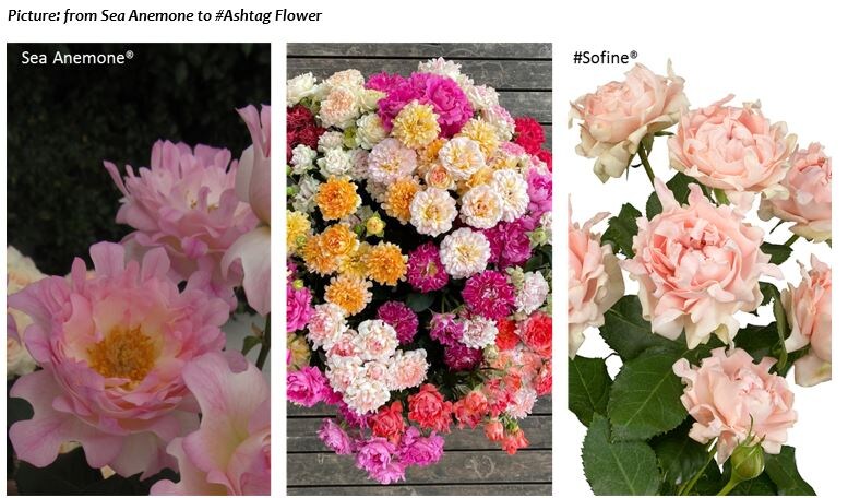 Раффлс из Японии