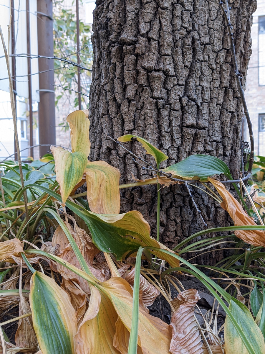Попытка запечатлеть листья хосты привела к... 