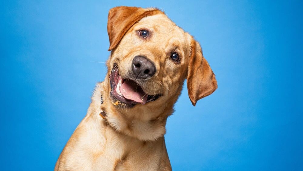    Фото: Annette Shaff/Shutterstock/Fotodom