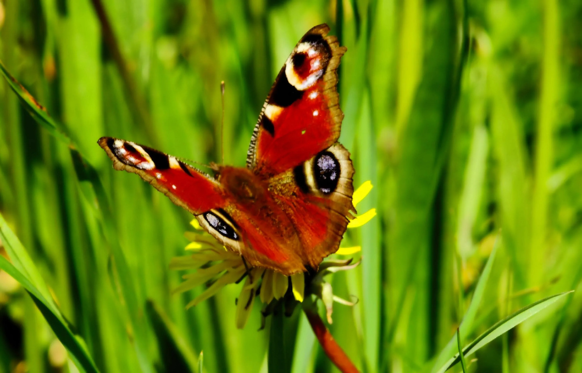 картинка из интернета