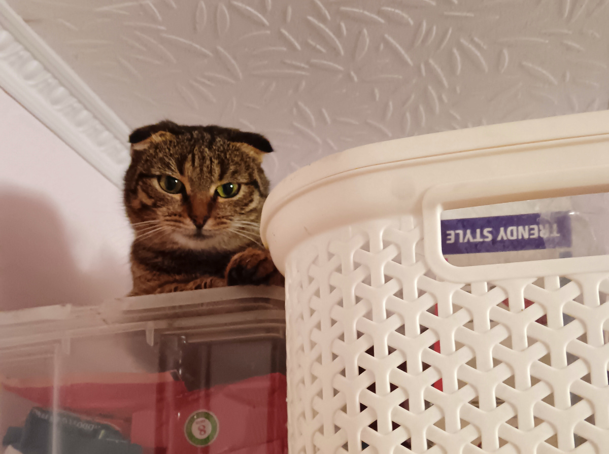 Привет вам от Мышки, под самым потолком устроилась