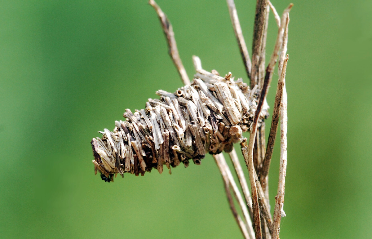 Vlad Proklov – Megalophanes stetinensis, 2011 г.