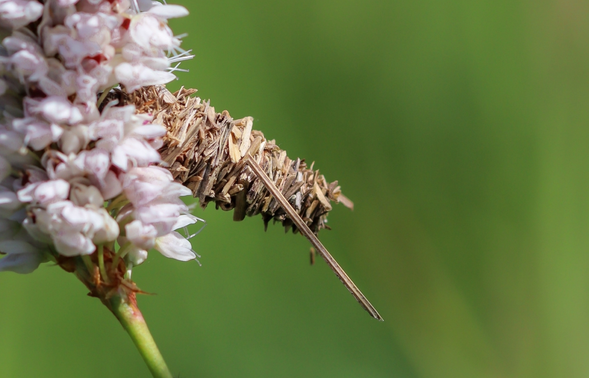 leon_w – Megalophanes viciella, 2024 г.