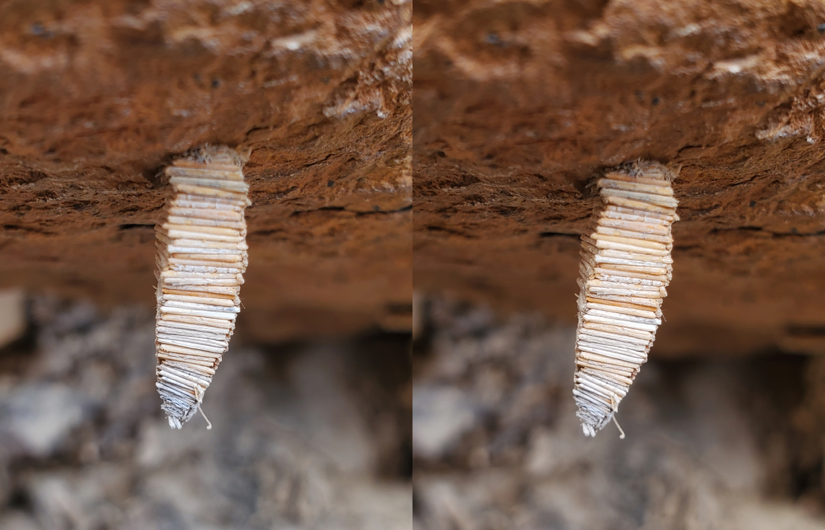 Swamiti Kakembo – Amicta quadrangularis, 2024 г.