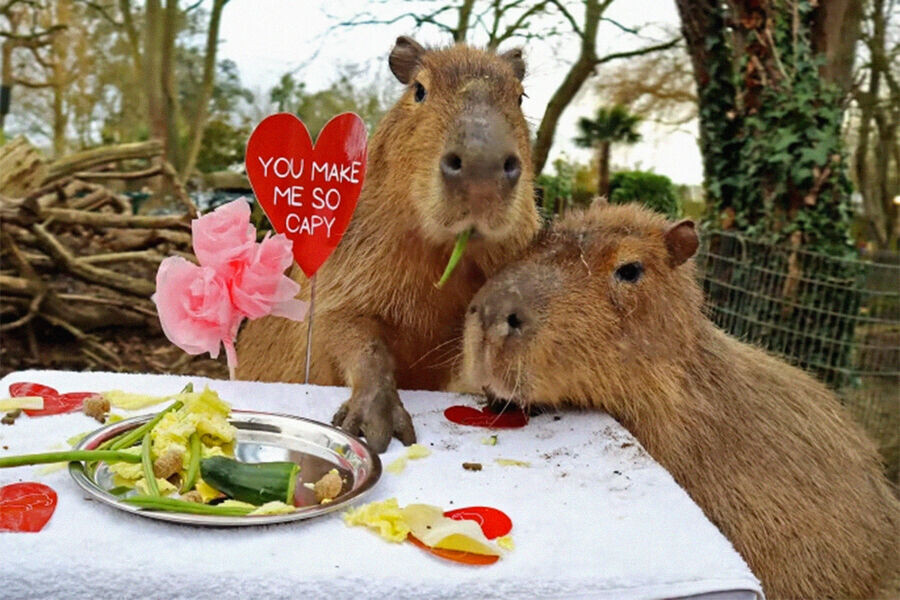 Капибары — это самые крупные грызуны в мире, и у них есть множество интересных и забавных особенностей. Один из смешных фактов о капибарах заключается в том, что они известны своей дружелюбной натурой и часто становятся "друзьями" с другими животными.