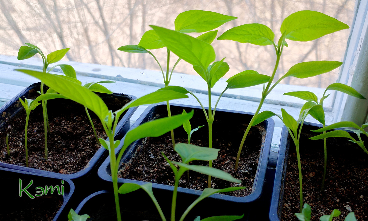 Перцы 31 марта 2025 г.