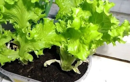 Те же салатовые листья очень хорошо приживаются в горшках на подоконнике