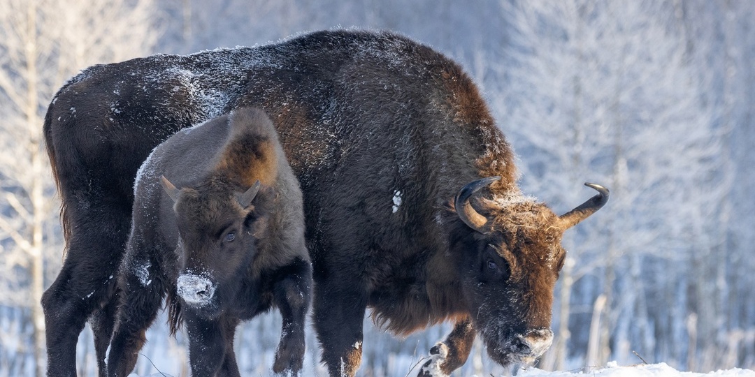 В «Калужских засеках» посчитали зубрят. И третий год подряд рекорд!
