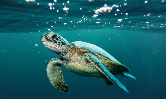 Владельцам черепах следует внимательно следить за температурой в их среде обитания. Важно обеспечить подходящие условия, особенно в зимний период, чтобы избежать переохлаждения. Использование обогревателей, термоматов и других источников тепла может помочь поддерживать оптимальную температуру.