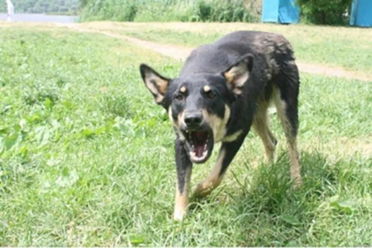    Глава СКР поручил проверить жалобы самарцев на агрессивных бездомных собак