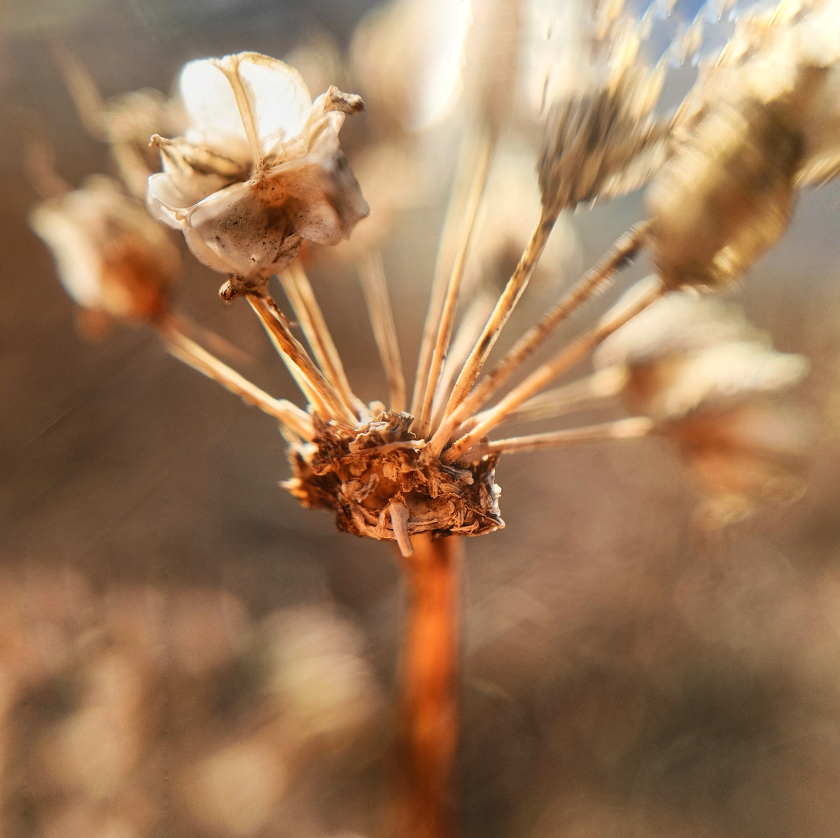 Сухоцвет дикого чеснока