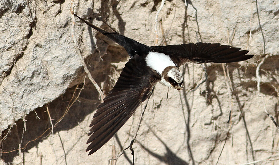 Cheramoeca leucosterna