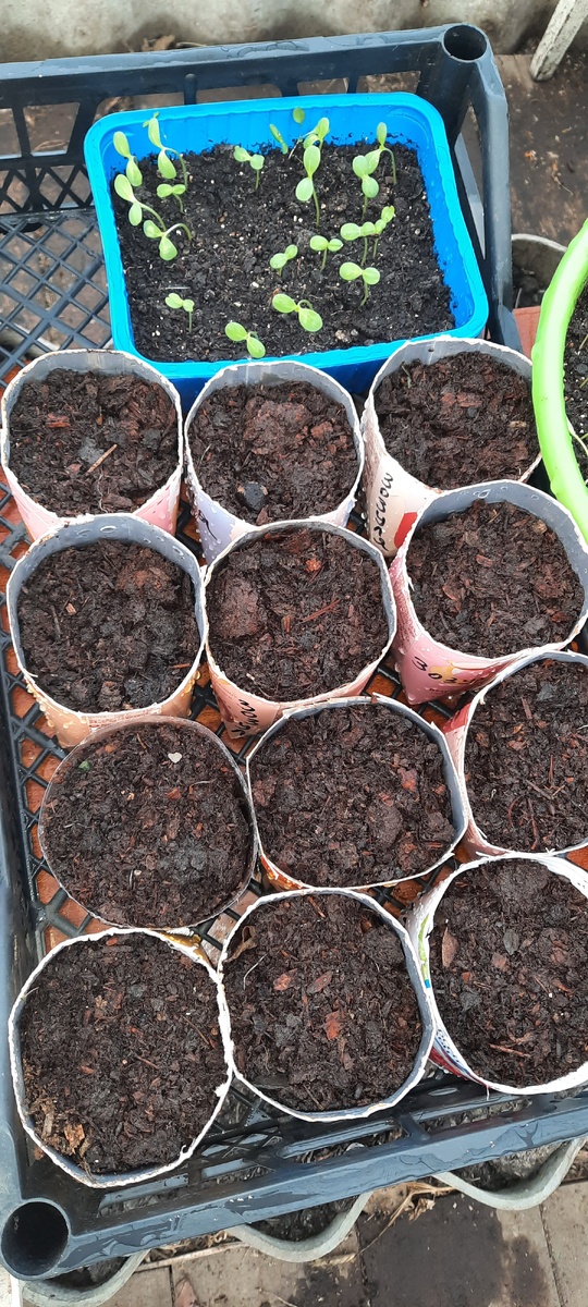 Огурчики посадили и поместили в теплицу. Надеюсь, они там не замёрзнут.