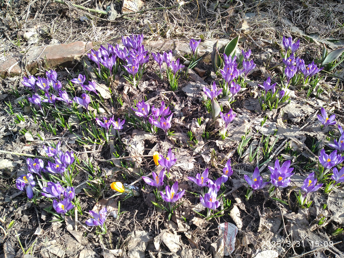 Крокусы на клумбе во дворе
