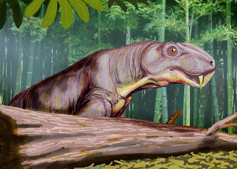 Smilesaurus ferox (formerly Aeluroganathus or Arctops) собственной персоной.
Смилезавр живший в конце перми на территории Ю. Америки.
