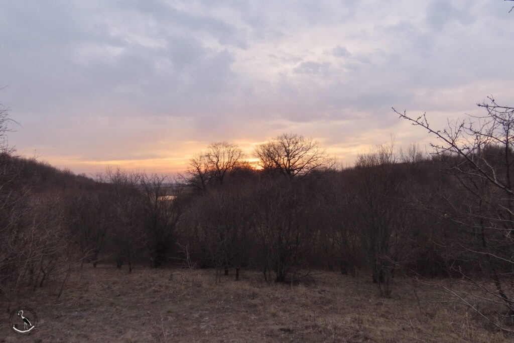    Восход, дубы. 14.03.25 Анна Власова