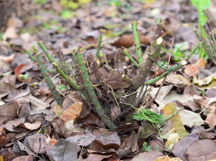 Фото: shutterstock.com