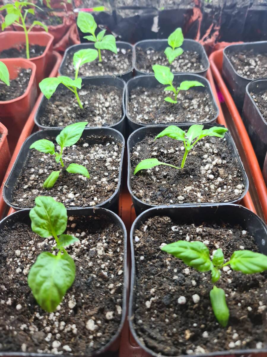 2.04.25. Сорт Капия красный