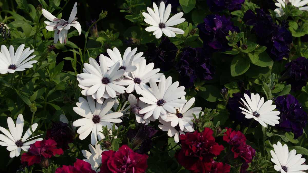 Мои первые остики