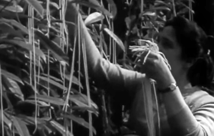 Скриншот кадров ВВС из передачи про богатый урожай спагетти в Тичино