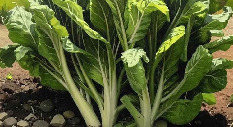    Мангольд – что это за растение