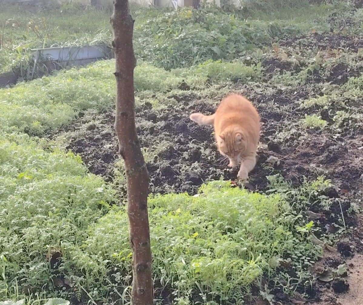 Кот перекапывает посадки фацелии