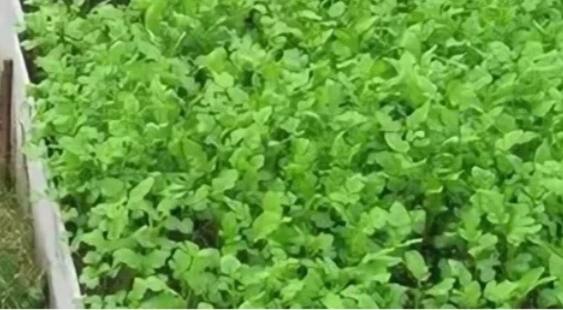 Белая горчица в теплице