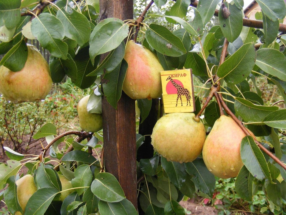 Груша Велеса. Фото: greengarden31.ru