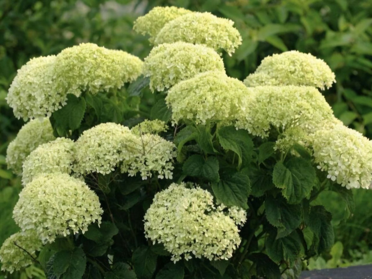 Гортензия древовидная карликовая "Limetta" из серии Bella Ragazza.