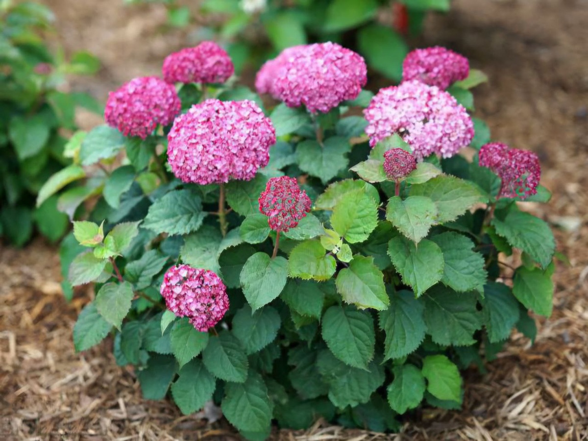 Гортензия карликовая древовидная "Mauvette" из серии Bella Ragazza.