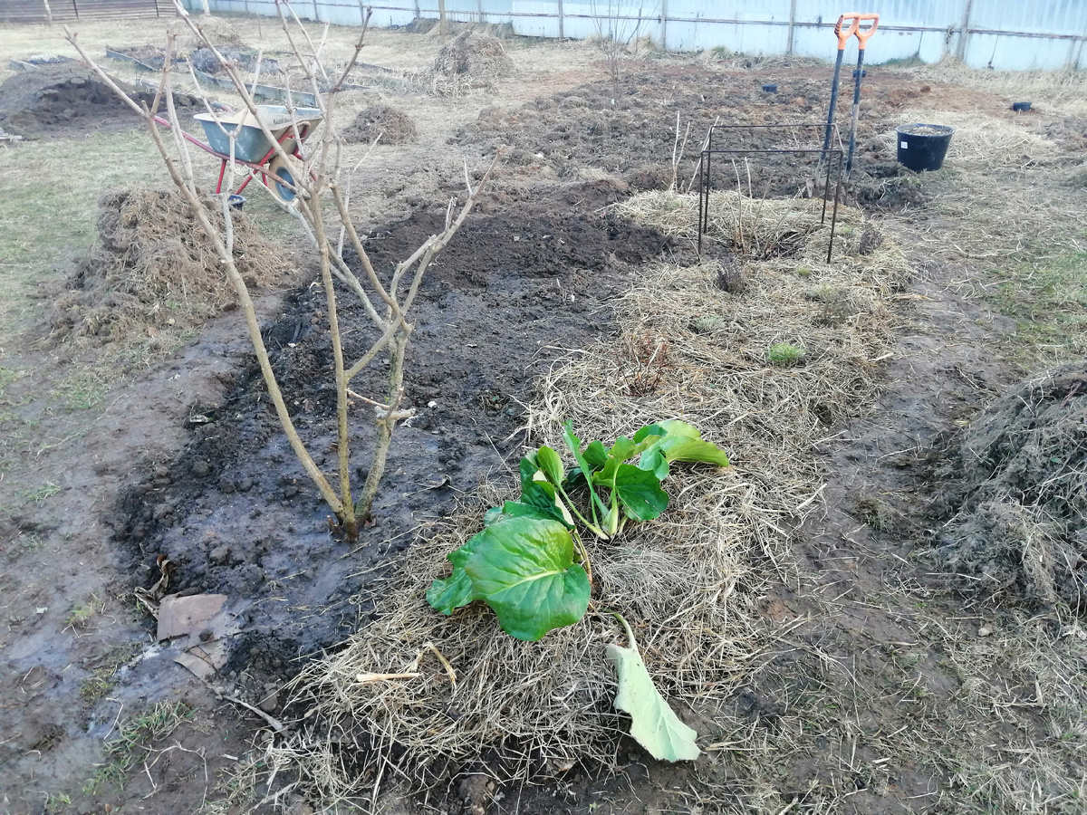 Фото дня. То, справа засыпано мульчей, засажено сегодня. 