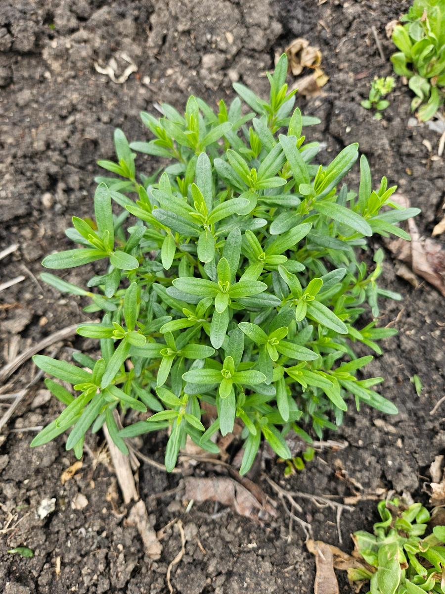 Мой Иссоп лекарственный