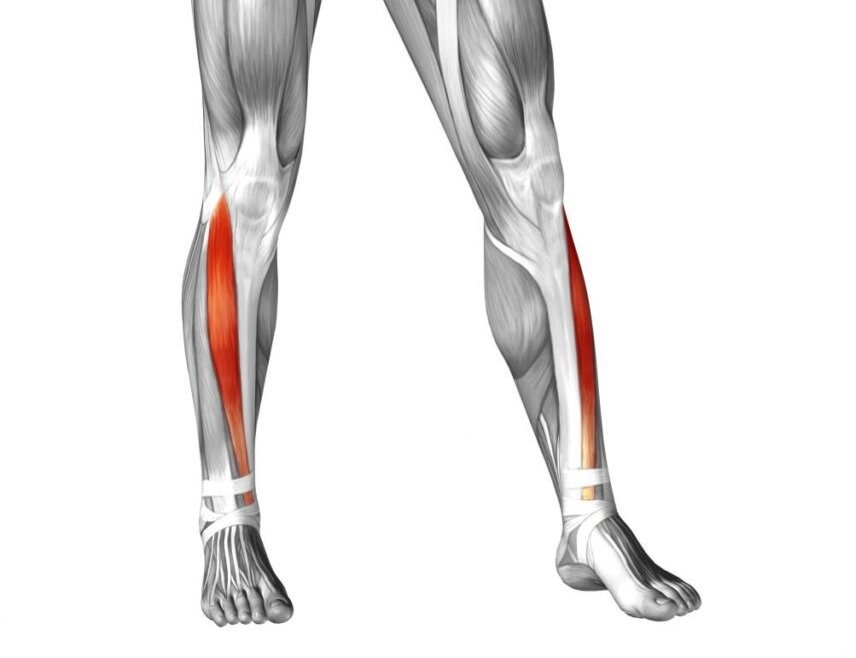 Передняя большеберцовая мышца