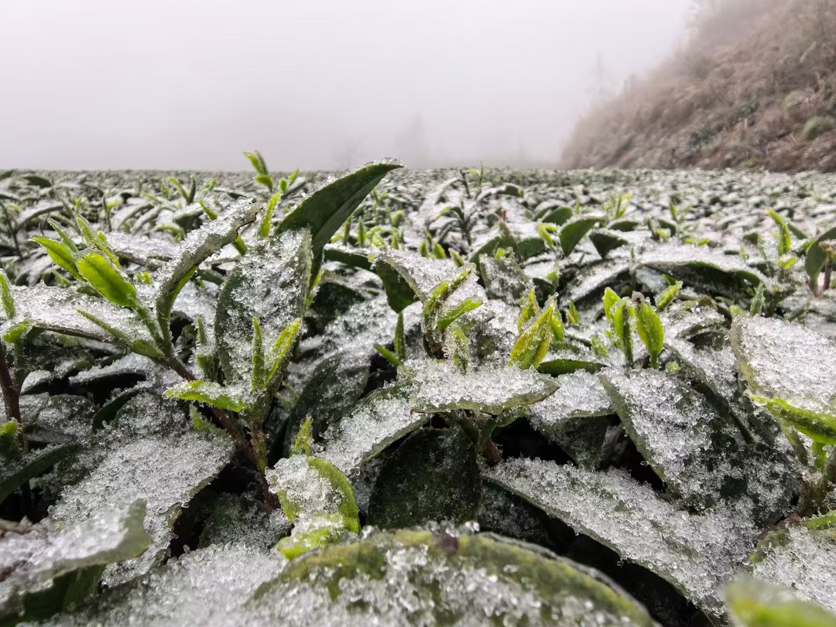 Снегопад в конце марта в заповеднике Уишань