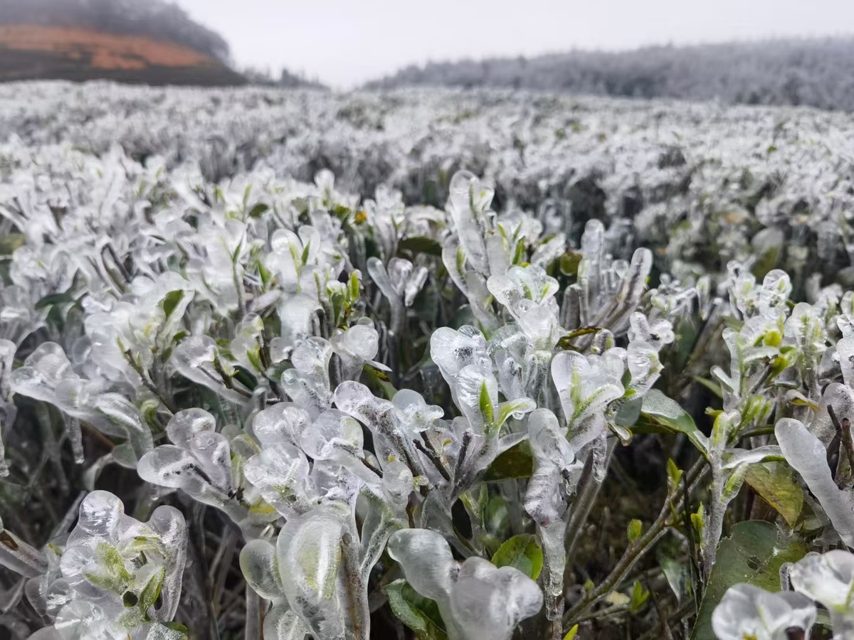 Такого никто не ожидал. Чайные плантации сковал лёд