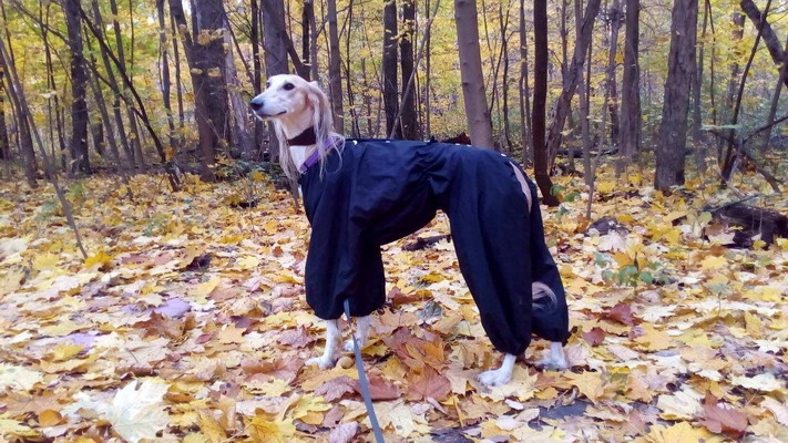 Борзая тазы Борзомир Алмаз