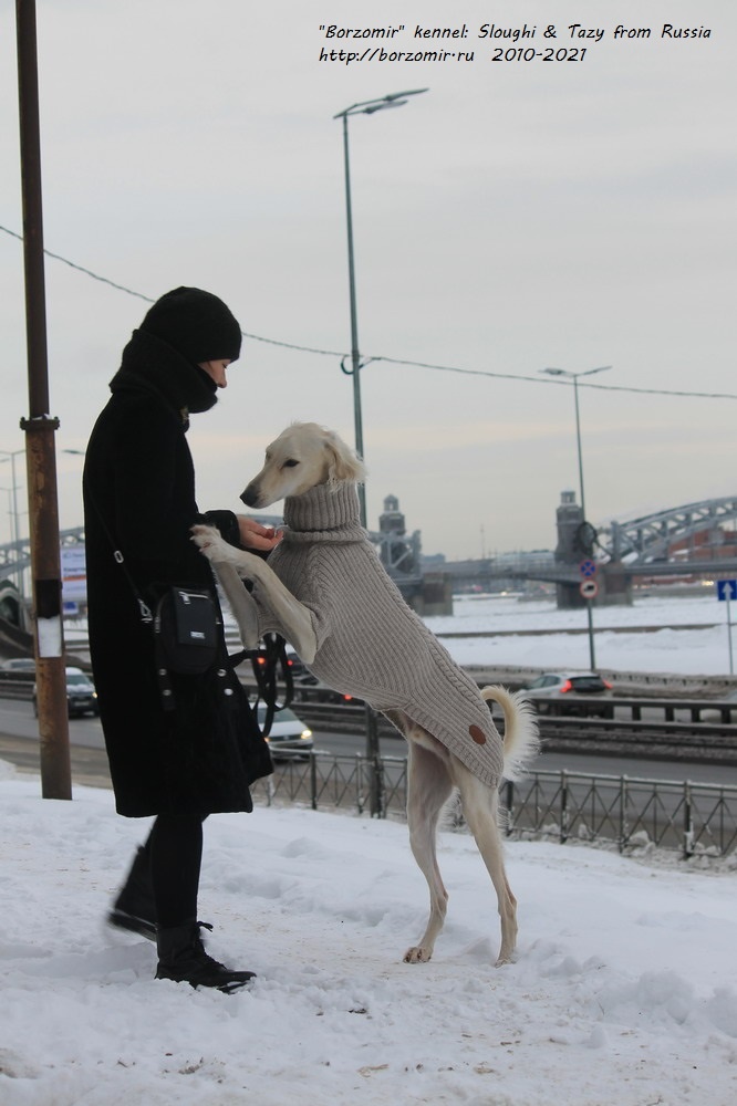 Борзая тазы Борзомир Джамиль