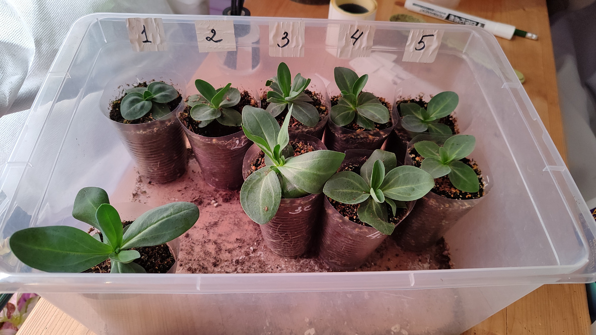 Все соответствуют своим сортовым особенностям какие-то сорта крупнее, какие-то более компактные, какие-то тянутся вверх, какие-то кустятся