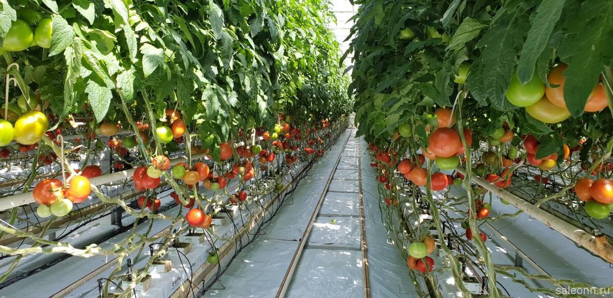 В промышленной теплице помидоры можно выращивать и зимой. Фото: inbusiness.kz