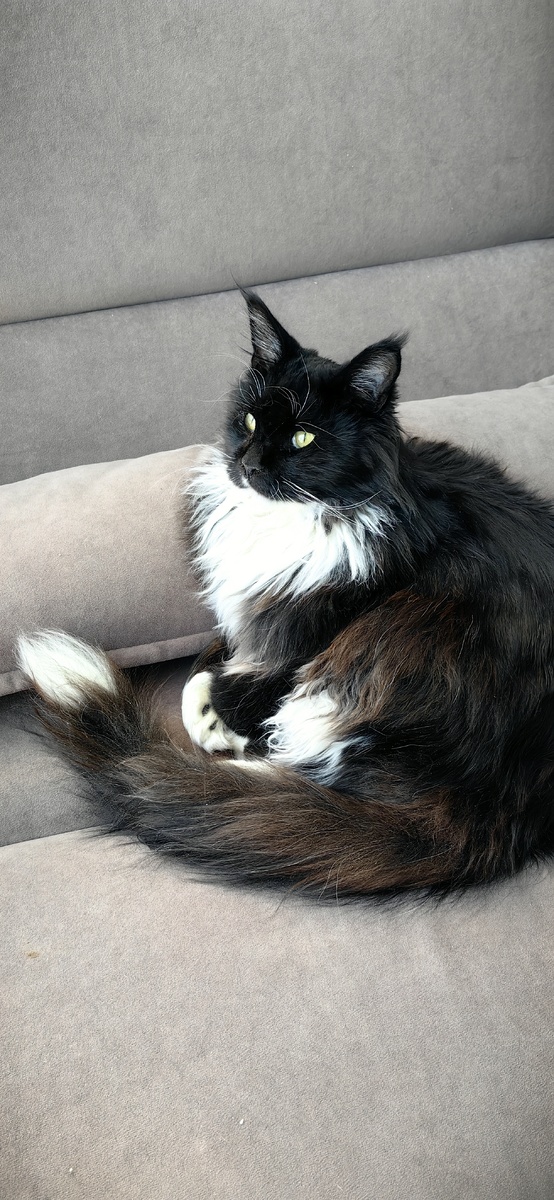 НЕМНОГО ПРЕДИСТОРИИ.                                               МЕЙН-КУН ,ПЕРЕВОДИТСЯ КАК "МЭНСКИЙ ЕНОТ". ЭТО КРУПНЫЕ КОШКИ.,РОДОМ  ИЗ АМЕРИКАНСКОГО ШТАТА МЭН. ШЕРСТЬ У НИХ ГУСТАЯ И МЯГКАЯ,ХВОСТ ДЛИННЫЙ И ПУШИСТЫЙ.НА УШАХ КИСТОЧКИ,ЛАПЫ МОЩНЫЕ. КОШКИ ЛЮБЯТ ПРОСТРАНСТВО,ЛЮБЯТ ГУЛЯТЬ. ПО ХАРАКТЕРУ ОНИ МУДРЫЕ,ЛЮБОПЫТНЫЕ,ДОБРОДУШНЫЕ.   Наша Рокси именно такая. Она очень общительная,хорошо ладит со всеми собачками и котиком Кешей. Но в друзья она выбрала именно минипига Бориса. Это удивительная дружба,они везде и всегда вместе. На моем канале много роликов об этой дружбе,если интересно,можно посмотреть. Рокси привязана ко всем членам семьи,но она не навязчива и не требует постоянного внимания,достаточно просто находиться рядом. Рокси обязательно найдет момент,чтобы поластиться. Очень интеллигентная кошечка,никогда не бывает криков по утрам. Если заскучает,аккуратно подходит к кровати и несколько раз мяукнет. ждет ,когда все проснуться. Она даже не мяукает,а как бы " разговаривает " с интонацией. Очень интересно. Точит коготочки об когтеточку и никаких посягательст на мебель или шторы... Молодец девочка.