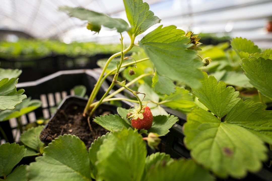 Фото: Александр Плонский / «Агроэксперт»