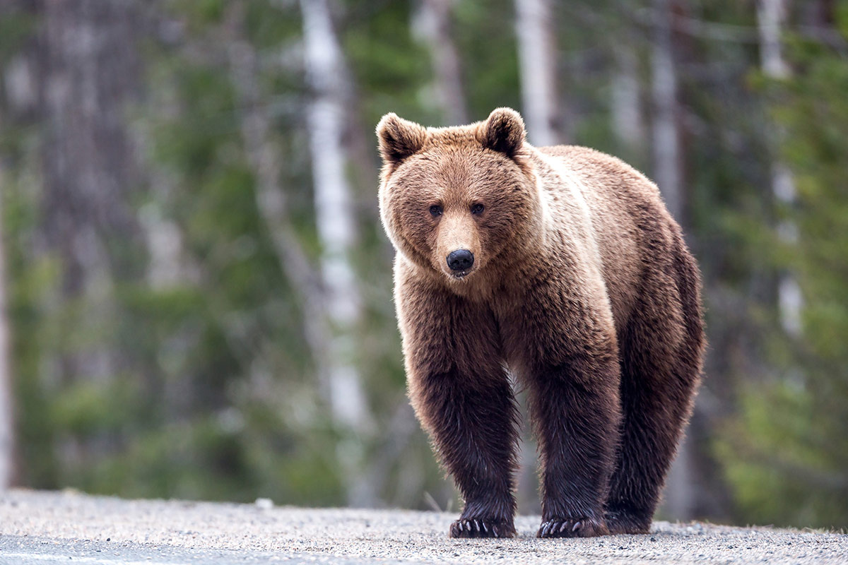    Медведь. Фото: Илья Тимин