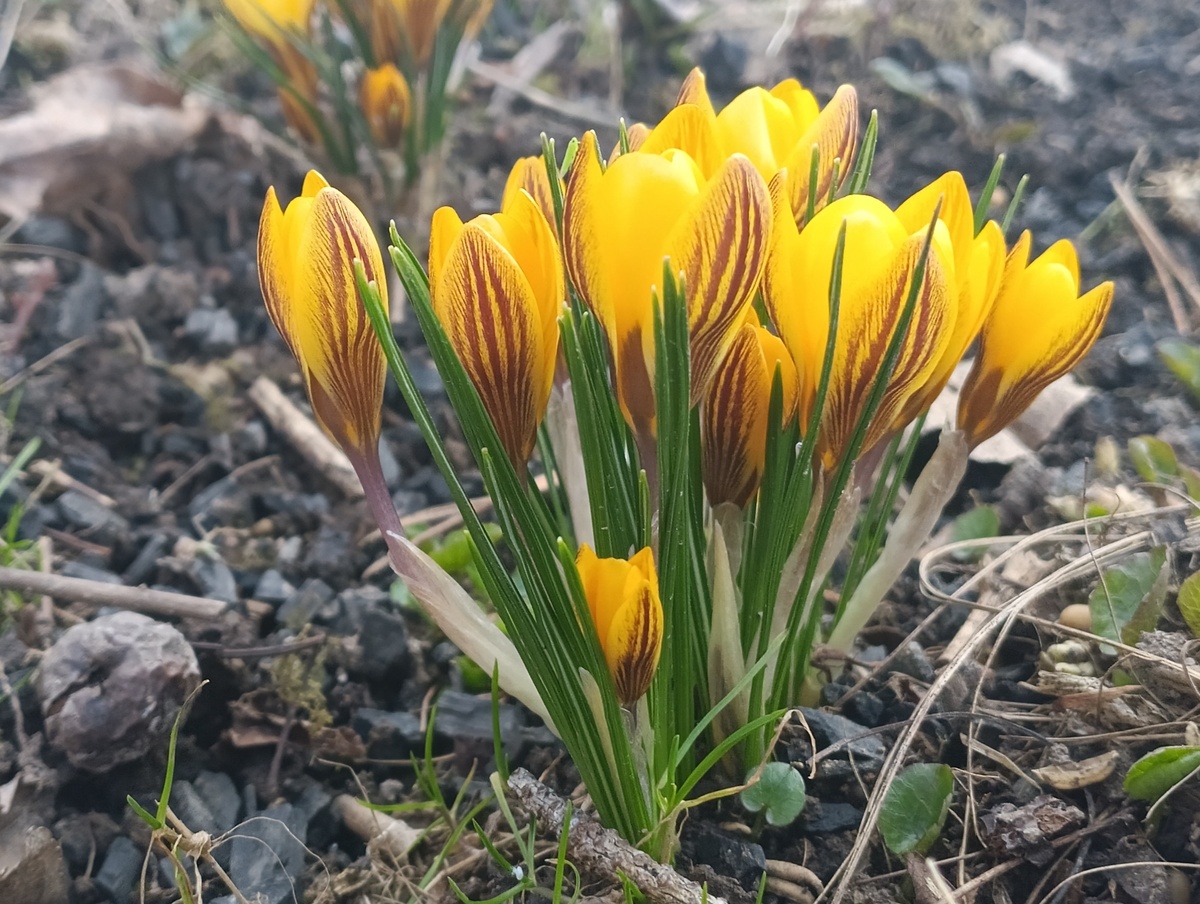 Крокус ботанический