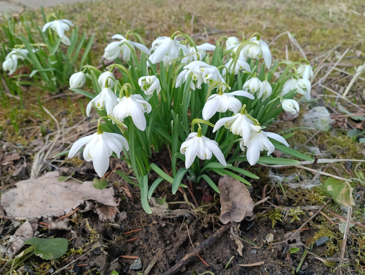 Подснежники Флоре Плена
