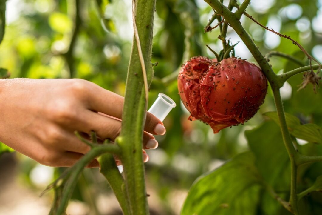 Фото: Александр Плонский / «Агроэксперт»
