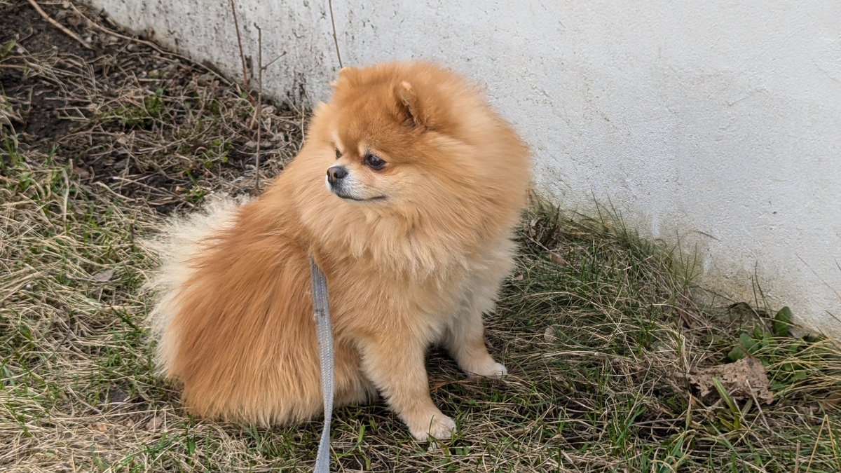 Симба рад поогулке