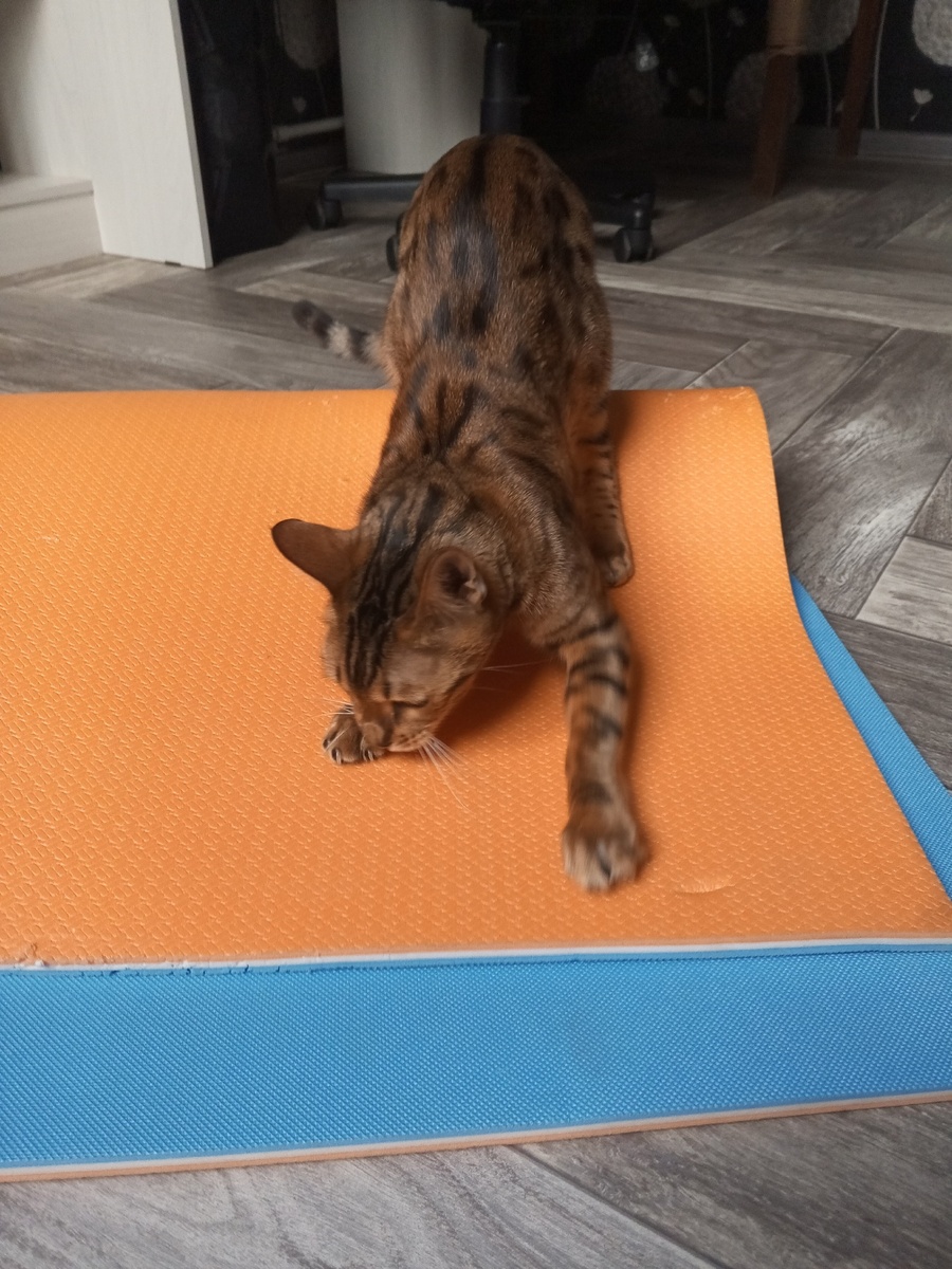 Кошка Белка и ее Любимый коврик для йоги.