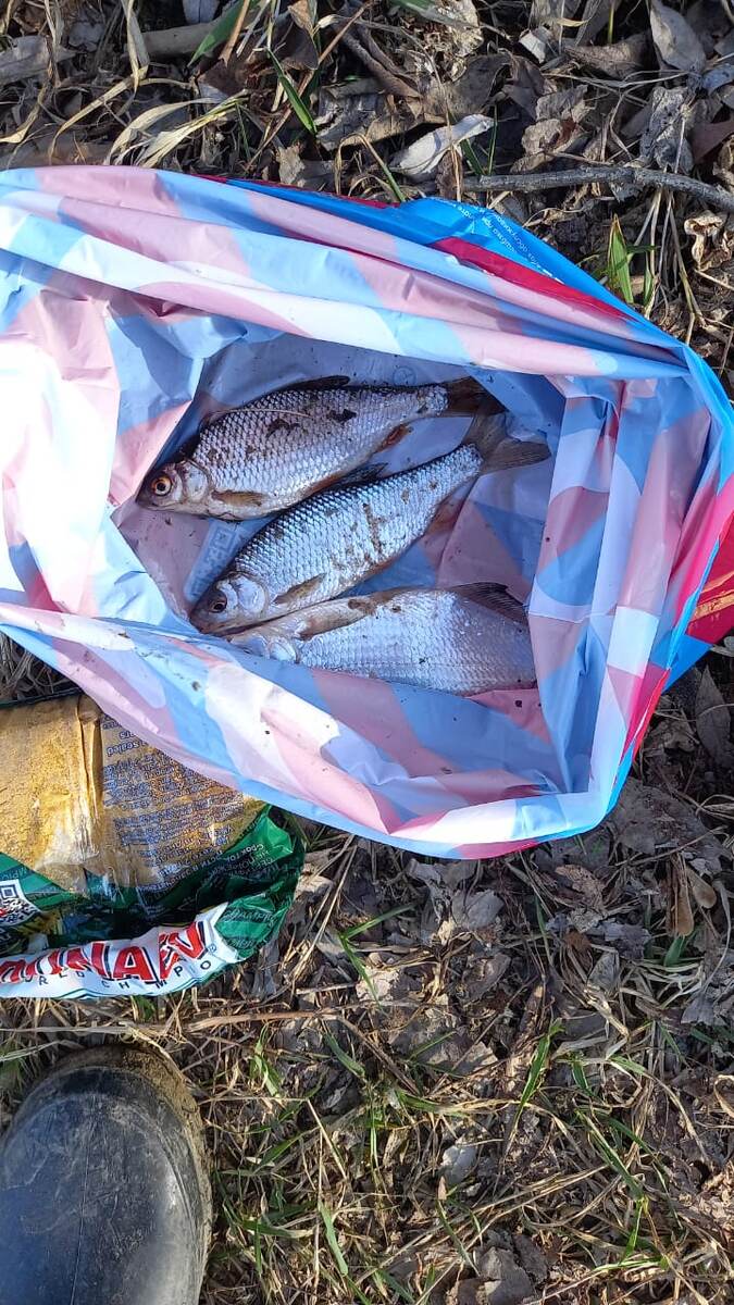 Вчерашний улов.